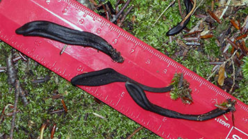 a ruler shows the small size Geoglossum difforme .